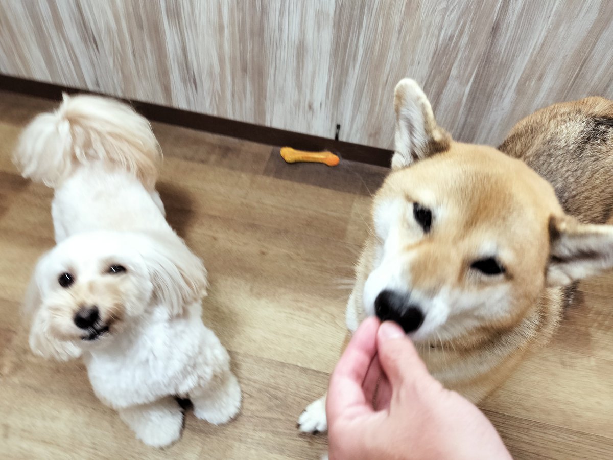 chamomi_wanwan's tweet photo. 柴ちゃん！おやつ？！オイシオイシ？！🦆

#今日のかもみ #マルプー #ミックス犬 https://t.co/mLZNA5Zr9g