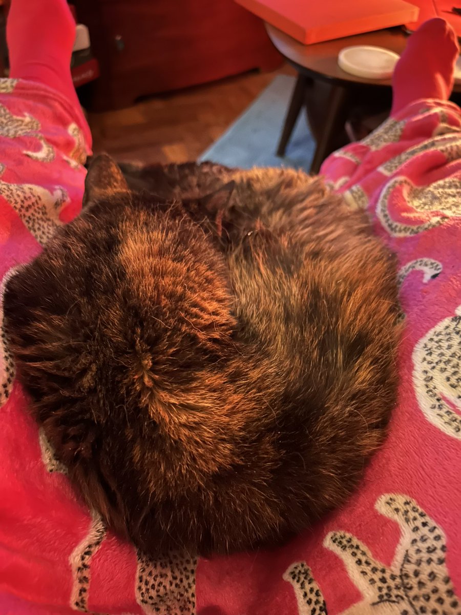 Where does Blossom begin and where does she end? #Caturday