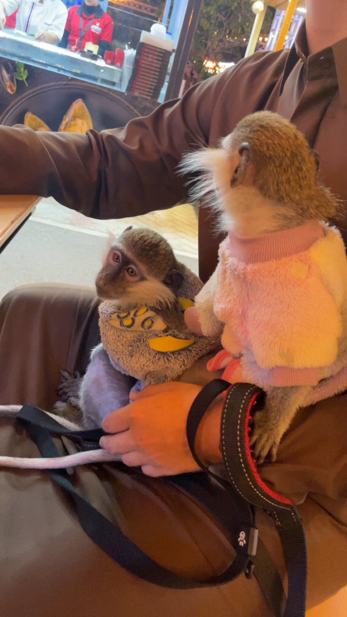 يتحسبونه أليف وهو مطلع دم من ايدي 🐒