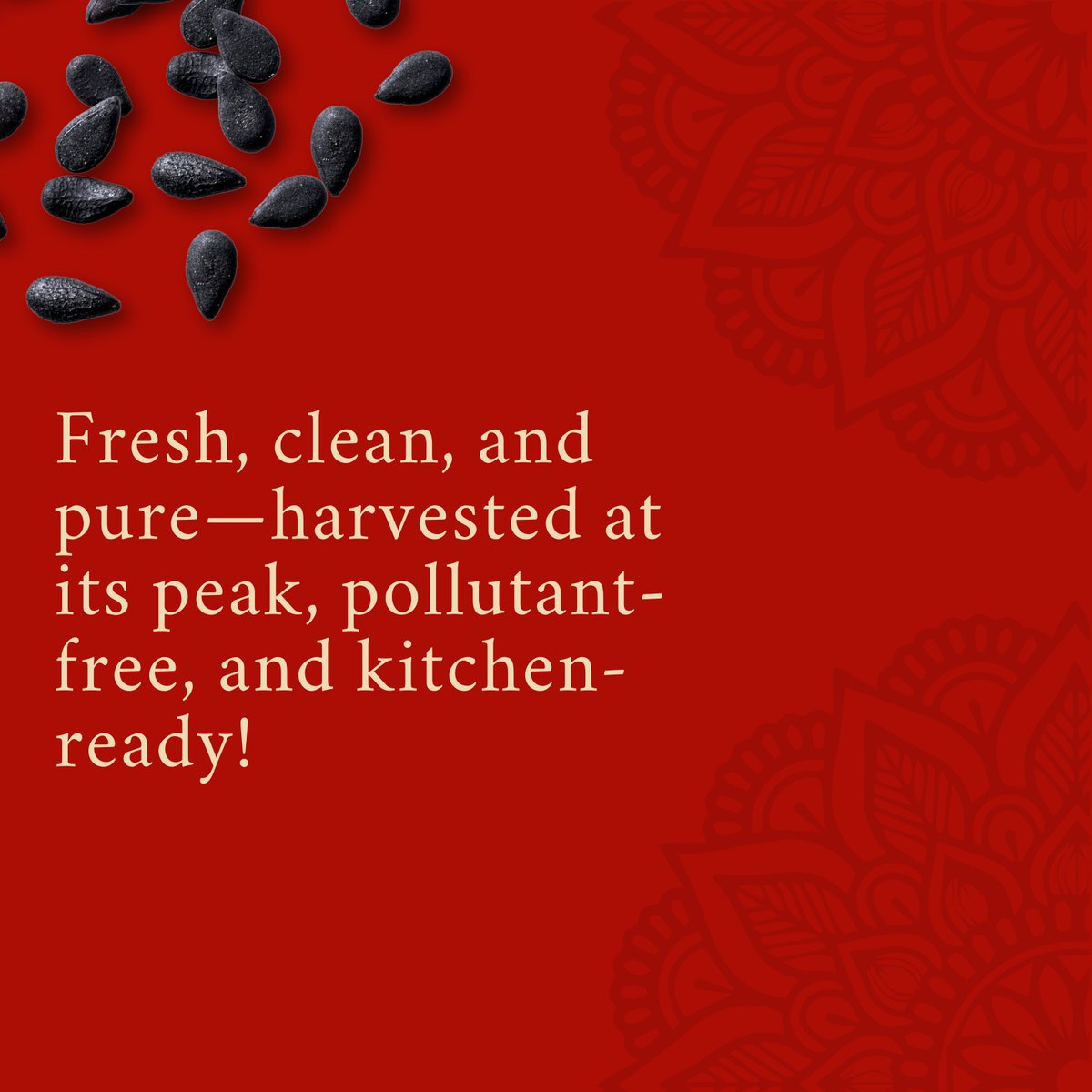 Let_eatgoodfood's tweet photo. Fresh, clean, and pure—harvested at its peak, ready for your kitchen! 🌿🍽️
#FreshAndPure #KitchenReady #PureGoodness #PeakFreshness #CleanIngredients #PollutantFree #FreshAndHealthy #ReadyToCook #FarmFreshQuality #HarvestedAtItsBest https://t.co/KcQKn1hhQh