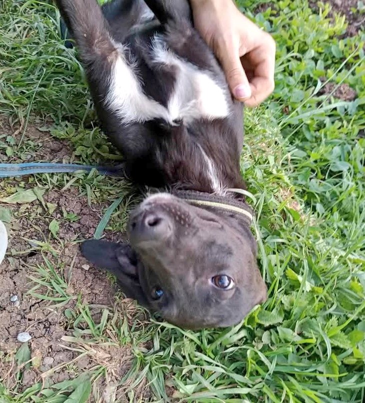 SCD_Rescue's tweet photo. FOSTER HOME NEEDED

Poor Bella has been stuck in kennels for 5 months now 💔💔

Brought over with her siblings, who all found homes fairly quickly, but sadly, Bella, being the only black pup, has been overlooked 💔

Bella is such a loving girl! She loves to run around the field and give the ladies at kennels kisses🥰

She is a really affectionate girl and we are so heartbroken she has been stuck in kennels , she is such an amazing girl. 

Bella needs a home urgently; she is now approx 1 year old and deserves a loving family and warm home. 

FULL DETAILS:

♥️Beautiful Pup Bella is available for adoption♥️

⭐️NAME: Bella 

⭐️LOCATION: UK Newport Wales 

⭐️AGE: 1 year old 10.11.2024

⭐️SEX: female 

⭐️BREED: mixed

⭐️SIZE/WEIGHT: medium

⭐️NEUTERED/SPAYED: no too young 

⭐️OTHER DOGS IN HOME: Bella is a really social girl and fine living with other dogs. She would love another dog to play with 

⭐️CATS IN HOME: passed cat test but will chase to play, no aggression 

⭐️CHILDREN IN HOME: dog savvy children 7+, will consider younger if already living with another dog 

⭐️OTHER: Bella was rescued from the streets with her siblings Winston and Oliver. 

Bella is a lovely girl and enjoys being around the other dogs. She is very energetic and loves to chase around and play with the other dogs. 

Bella is friendly and equally loves being around humans as well as dogs. She gets super excited when she gets attention and jumps up for cuddles. She is such an affectionate girlie ♥️

Bella is a social girl and enjoys playing with the other dogs in the shelter. She has always been around lots of dogs and is well socialised with dogs of all sizes and ages.

Bella has been getting used to walking on a lead and is doing well so far♥️

This beautiful girl has a small umbilical hernia which has been vet checked and confirmed it can just be removed when she is spayed. ￼

Bella would make an amazing addition to a family and we would love to see her in a home🏡

Please, please do not overlook her because she is black 💔