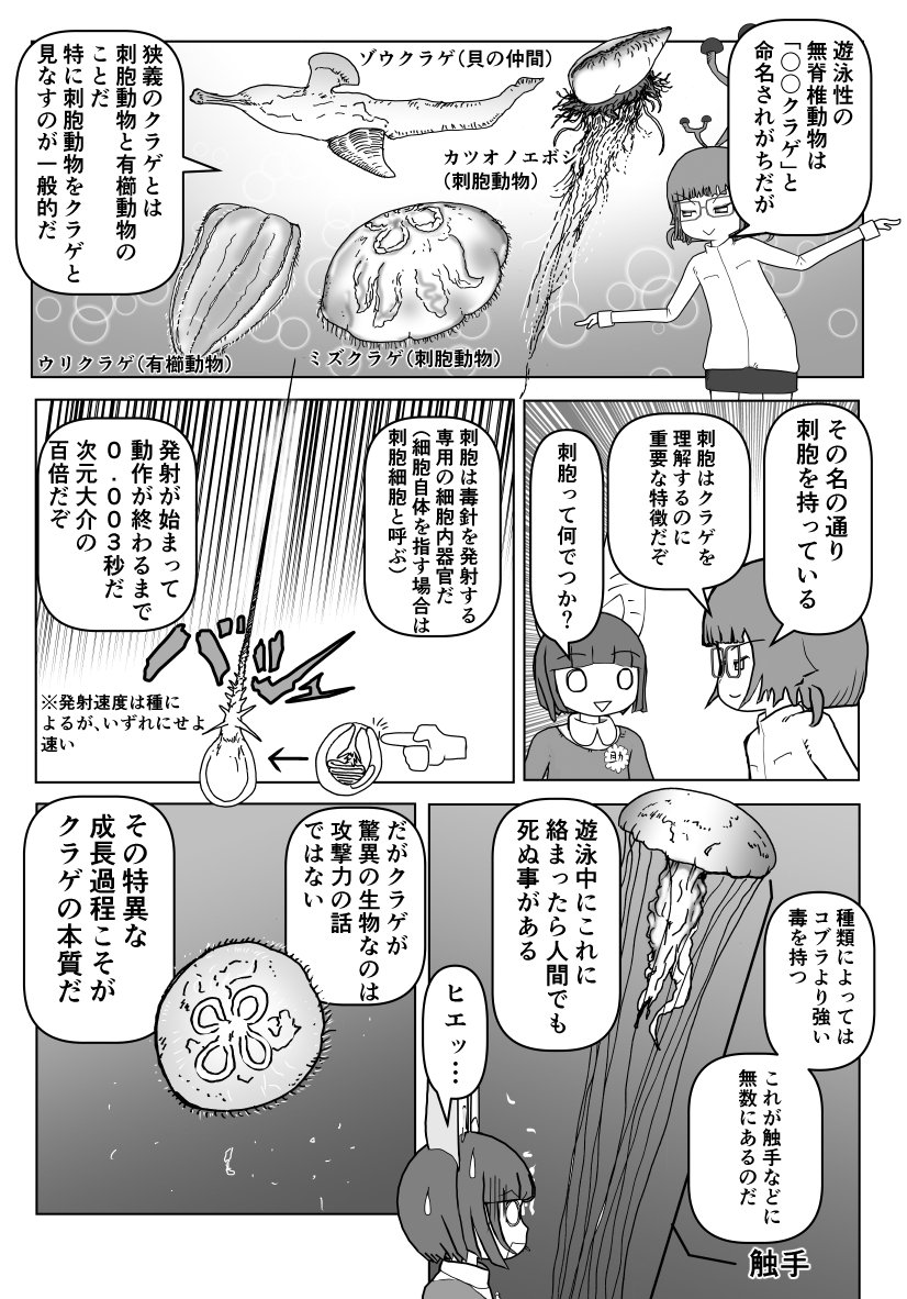 色々と誤解されてそうな動物を漫画で解説していくぞい。 第20回「クラゲ」2/2 #クック先生の動物講座 #クラゲ #海月 #水母 #漫画が読めるハッシュタグ #マンガが読めるハッシュタグ #腔腸動物 #刺胞動物 