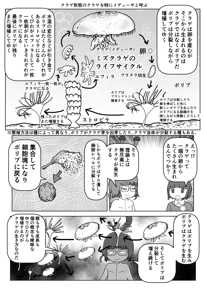 色々と誤解されてそうな動物を漫画で解説していくぞい。 第20回「クラゲ」2/2 #クック先生の動物講座 #クラゲ #海月 #水母 #漫画が読めるハッシュタグ #マンガが読めるハッシュタグ #腔腸動物 #刺胞動物 