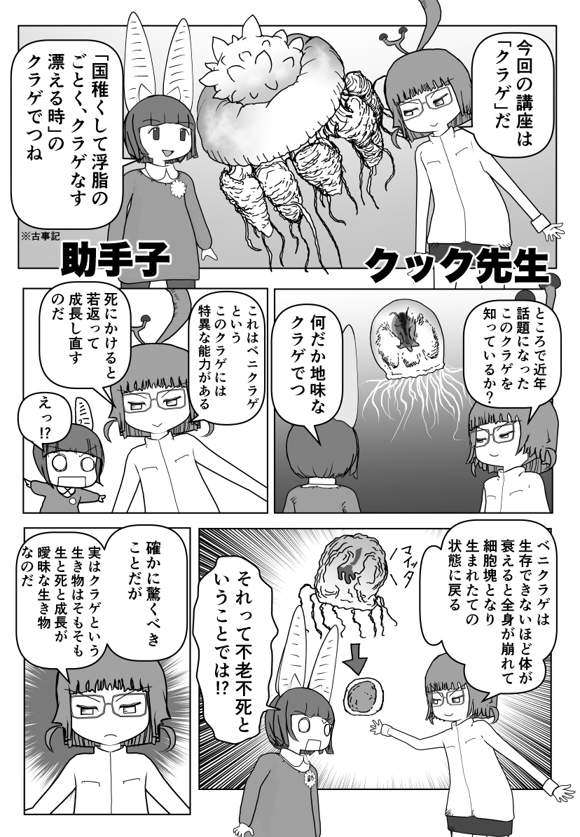 色々と誤解されてそうな動物を漫画で解説していくぞい。 第20回「クラゲ」1/2 #クック先生の動物講座 #クラゲ #海月 #水母 #漫画が読めるハッシュタグ  #マンガが読めるハッシュタグ #腔腸動物 #刺胞動物 