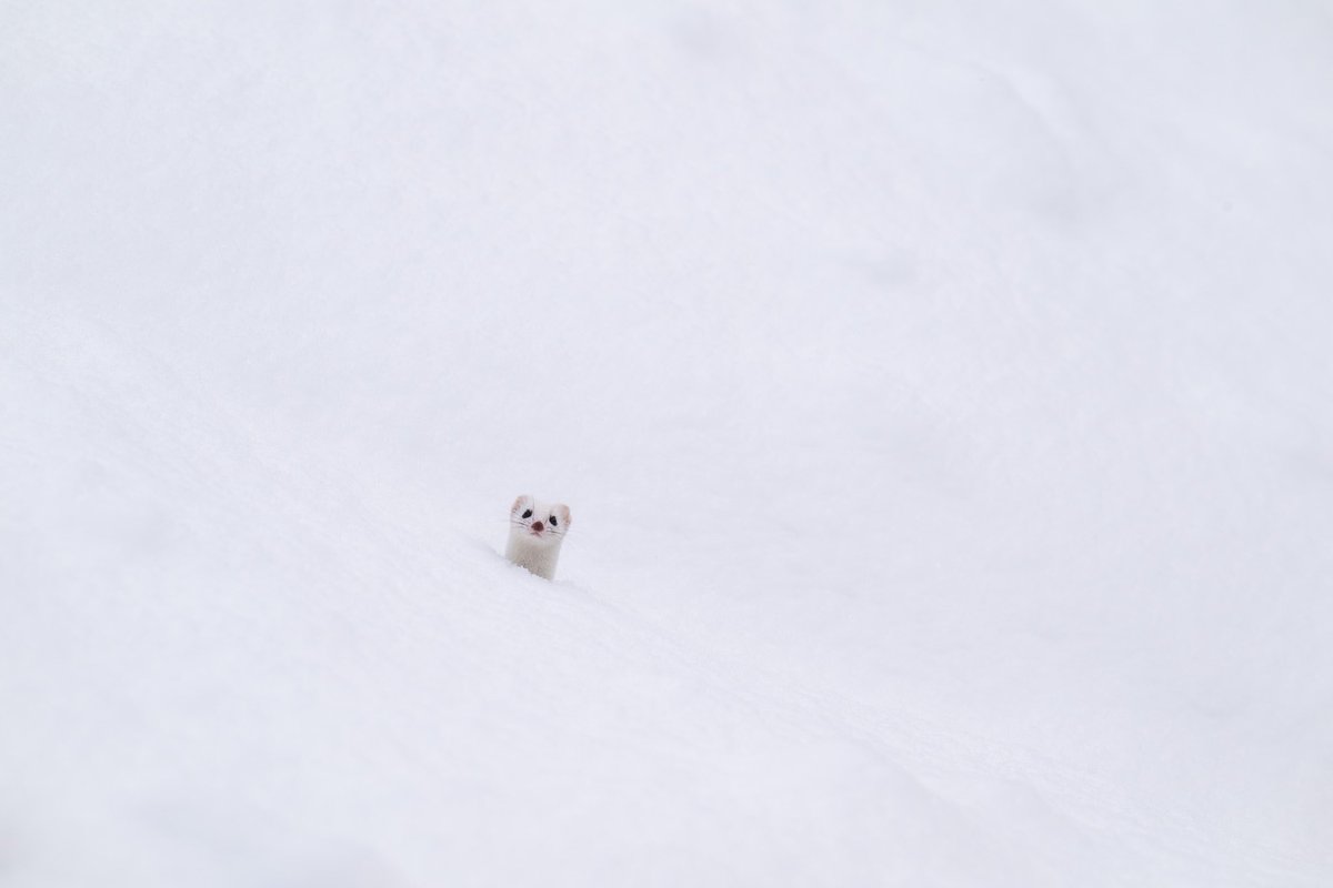 こーちゃ tweet media