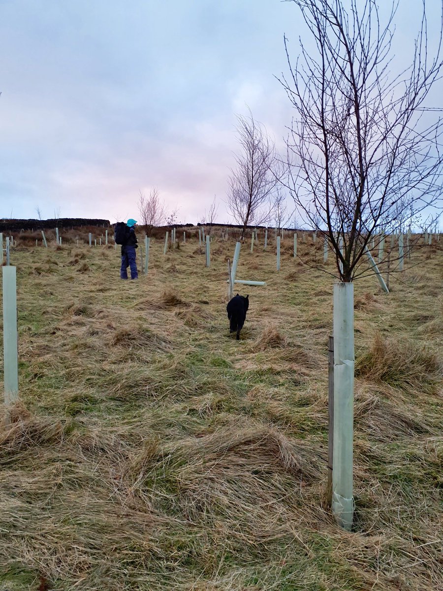 Forus Tree @forustree.bsky.social tweet media