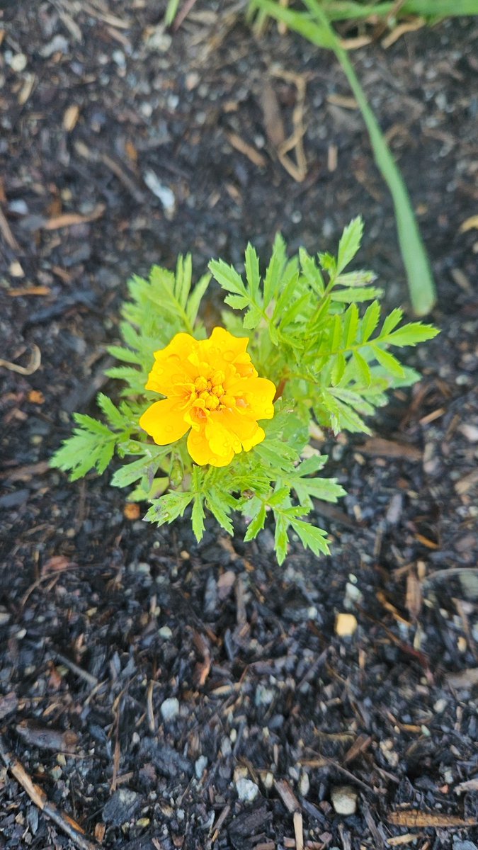 I have lots of animals coming to visit our house. Many birds, possums, bats to name a few. This one had us the most excited. A Bluey is a good sign of a healthy garden #bluetonguelizard #GardenersWorld #gardening #nativeanimals #AnimalLovers
