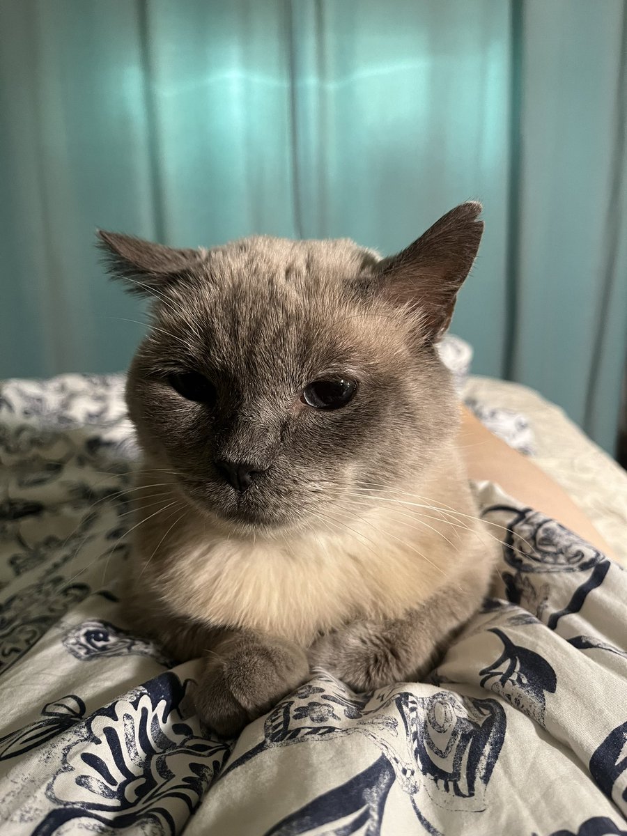 Заводила кота себе, но внезапно стала запасным хозяином 😭
