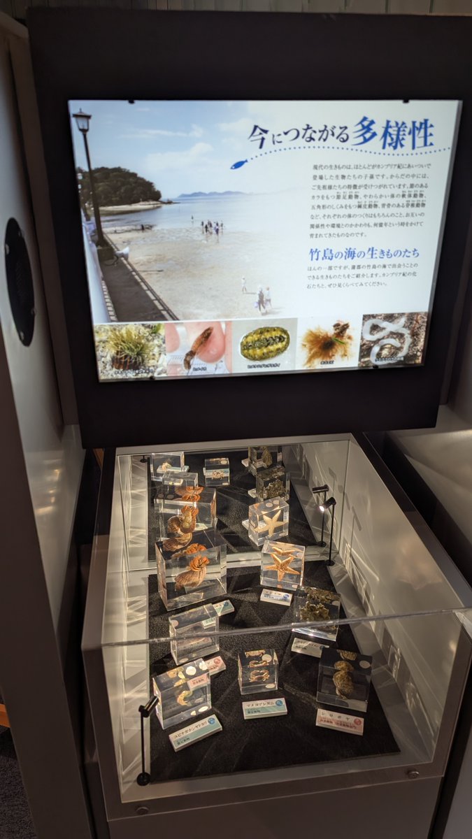 参加されたお子様が、生命の海科学館内にある標本からお気に入りの1点を選び、科学館の学芸員さんがされている展示紹介用のPOPづくりを体験し、
冬休み期間中、館内に展示されるとともに、メタバース空間にも展示する企画です