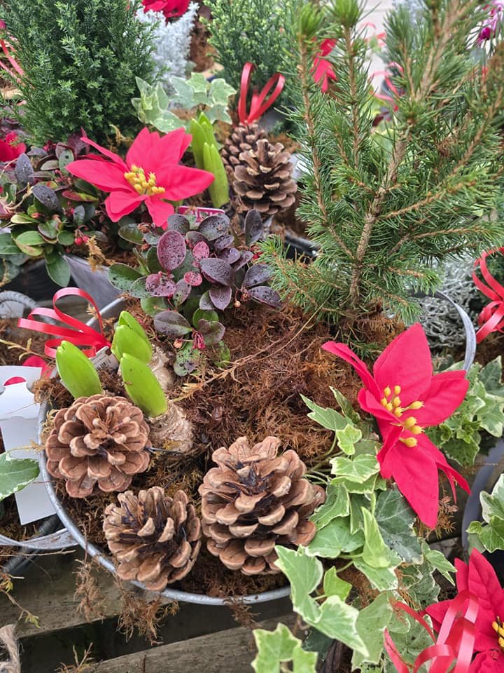 Lakesidepc's tweet photo. Planted arrangements for the garden or an alternative for graves and crem plots.
Prices from only £5.99.
#christmas2024 #christmasiscoming #gifts #giftideas #christmasgifts #crempots #gravepots https://t.co/ilq6qJ9856