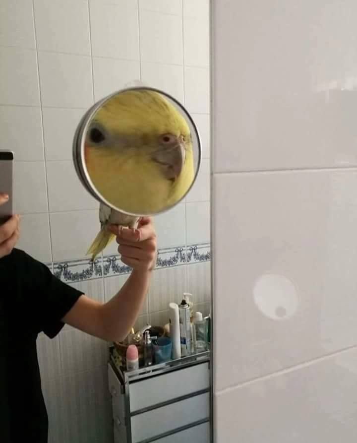 Out of Context Birds (@contextbirds) on Twitter photo 