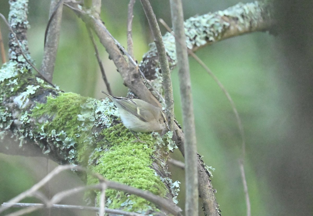 Steve Rogers tweet media