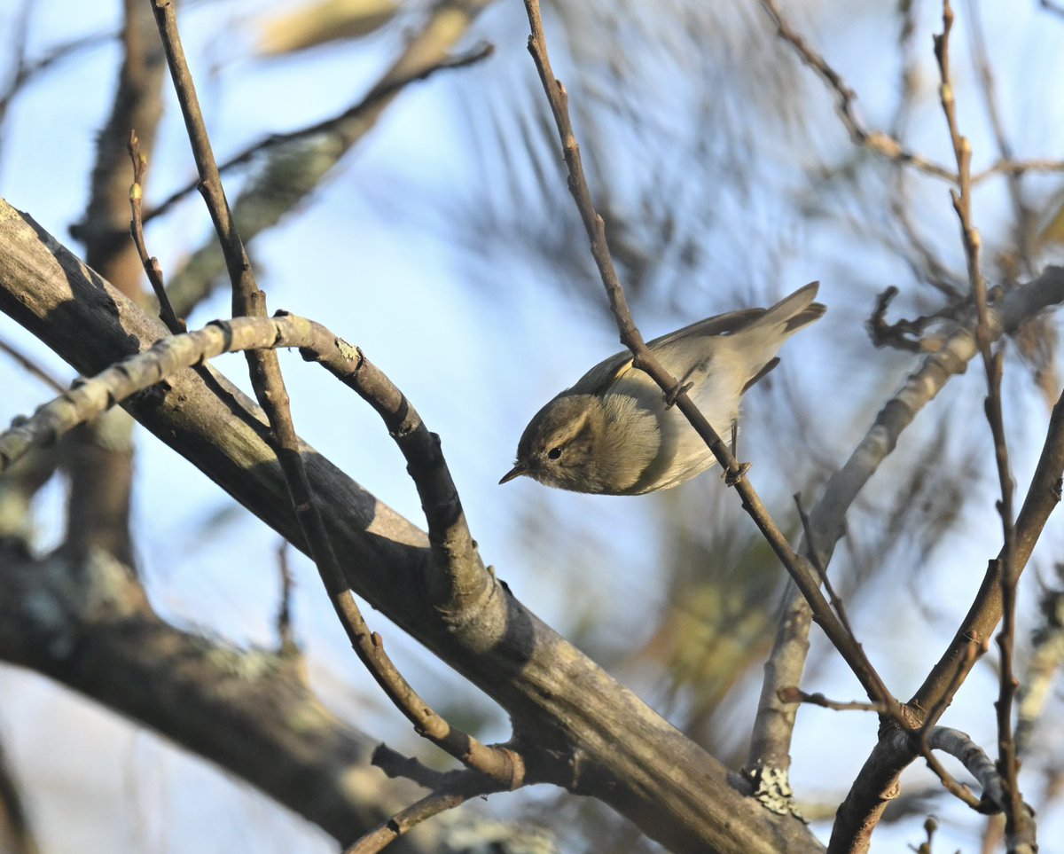 Absolutely delighted to find this Hume’s Warbler at Sandy Cove, Newlyn, Cornwall. Also good to get a side by side comparison with a Yellow-browed Warbler with a few meters of each other. Both calling. Paul Freestone and Raoul Humphries have call sonograms as well. 

There’s less