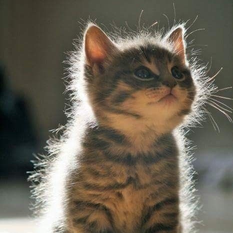 misha collins as cats (@misha_cats) on Twitter photo 