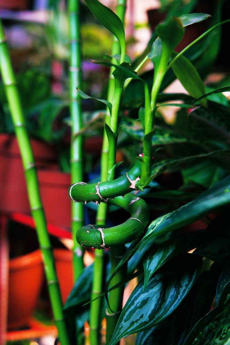 I launched the #APlantInYourSpace Initiative to encourage adding more plants to your environment and fostering appreciation for nature. This year, it evolved into the #SipAndSoil event and the vibrant business #ThePlantPlugGh. What an incredible year! 🤯