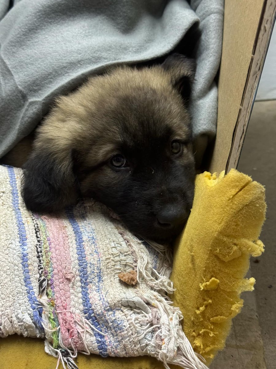 ⚠️ Update ⚠️

Кучето е подобро, почна да станува на нозе и да движи по некој чекор. Ќе биде прочистен од глисти и на ветеринар ќе се косултирме што се треба да му се даде (вакцини и сл.) јас можам уште една недела да го чувам бидејќи нема да сум во државава после.
1/2