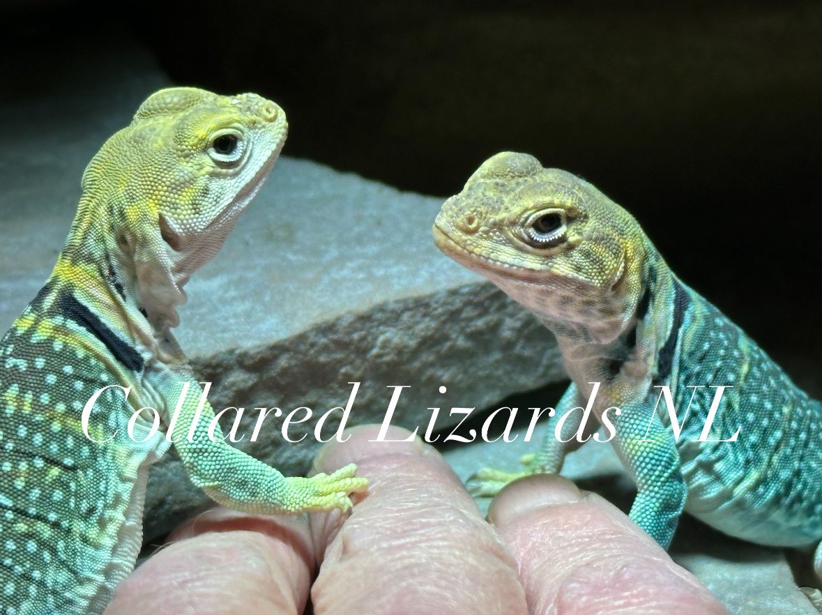 Crotaphytus_BVR's tweet photo. A photo shoot from our small sweet couple
#crotaphytuscollarisauriceps #collaredlizards #yellowhead #halsbandleguaan #crotaphytus #halsbandleguane #クビワトカゲ
#首輪蜥蜴 https://t.co/WQoF6WVRax