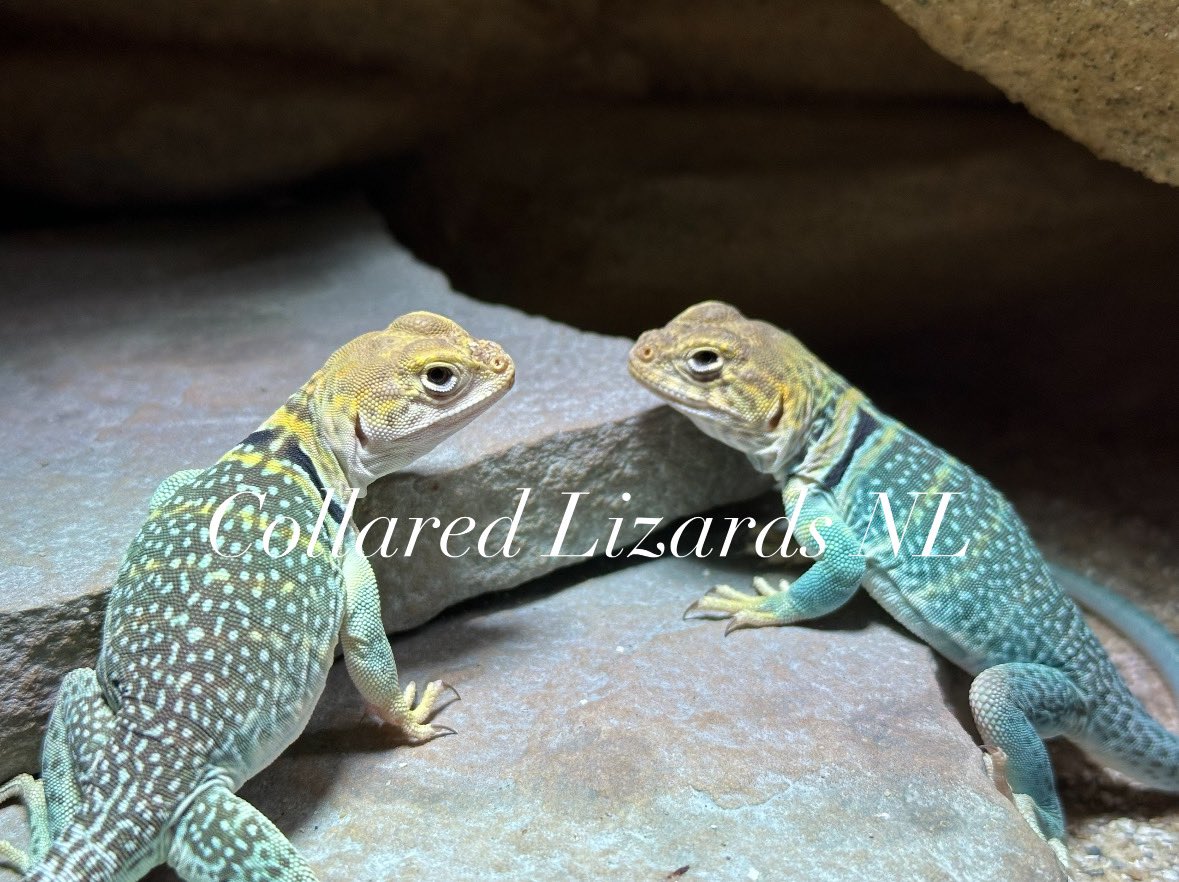Crotaphytus_BVR's tweet photo. A photo shoot from our small sweet couple
#crotaphytuscollarisauriceps #collaredlizards #yellowhead #halsbandleguaan #crotaphytus #halsbandleguane #クビワトカゲ
#首輪蜥蜴 https://t.co/WQoF6WVRax