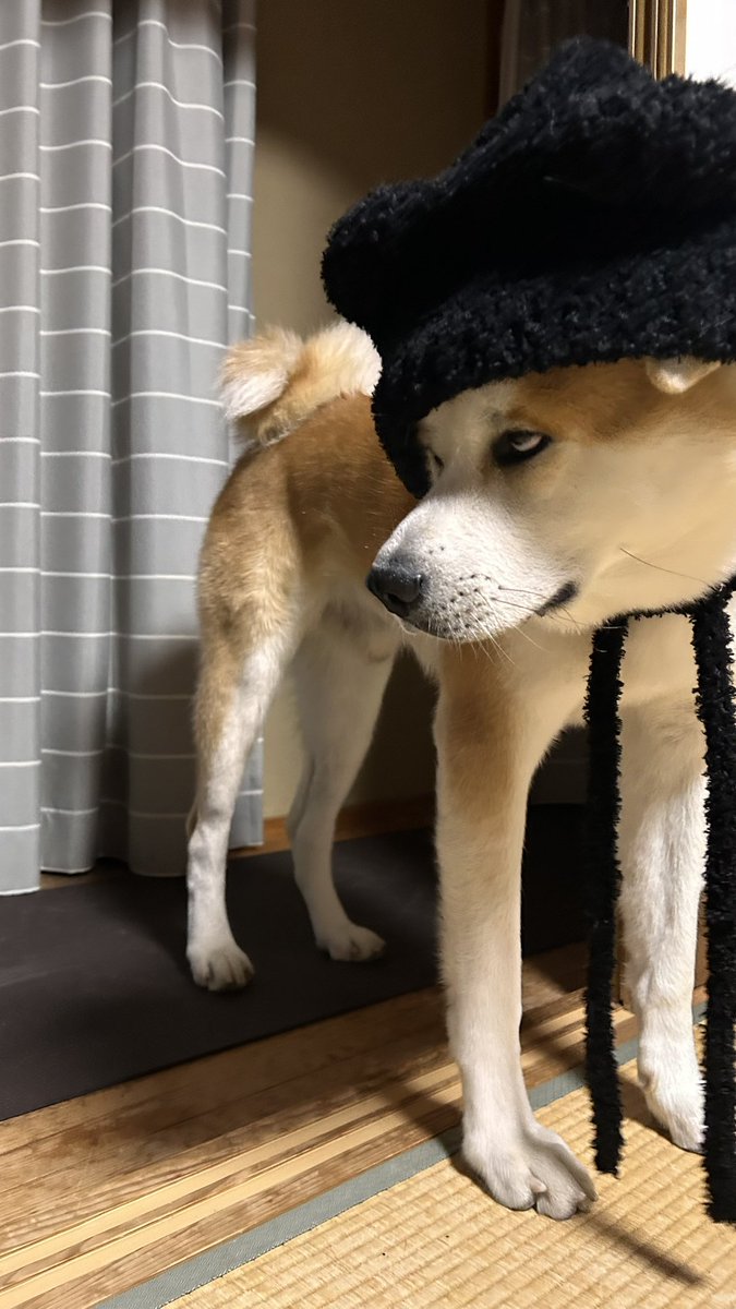 bibi0617bibi's tweet photo. むたなん、かぶせやがって🙄🙄🙄

#秋田犬 https://t.co/NBaPTicxs3