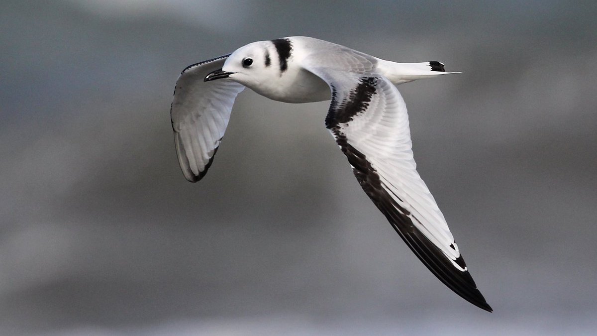 #VogelderWoche: Die #Dreizehenmöwe ist ein typischer Bewohner der Vogelfelsen in Nordeuropa mit über Zehntausend Paaren. Ins europäische Binnenland kommen diese Hochseemöwen meist nur, wenn sie durch Stürme verdriftet werden, vor allem im Spätherbst und #Winter. © Stefan Wassmer