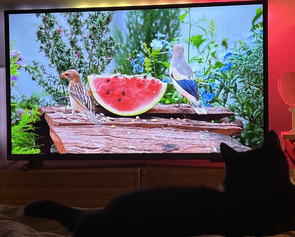 Back to watching cat tv, I love those birds 🐾😹🐾 - signed Kenza #Caturday