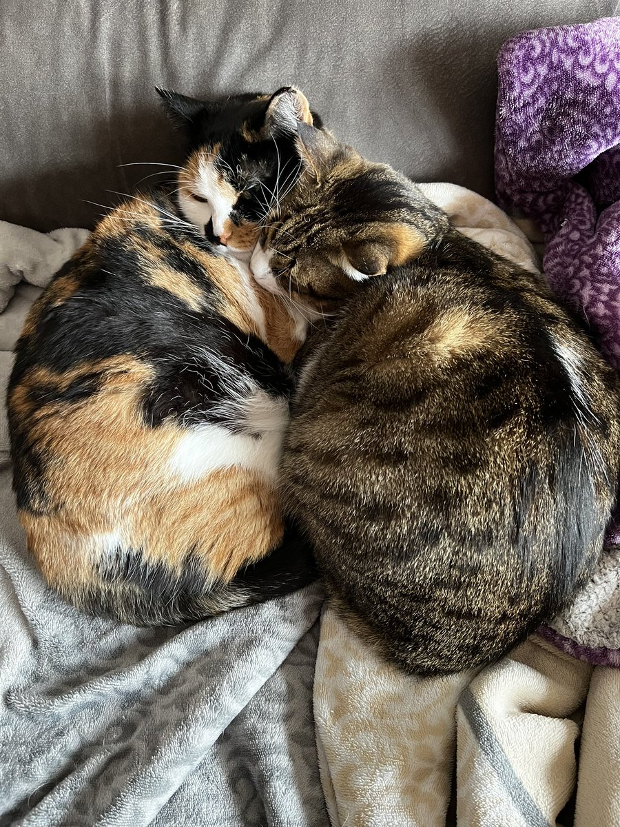 Bruma (@brumadespierta) on Twitter photo 