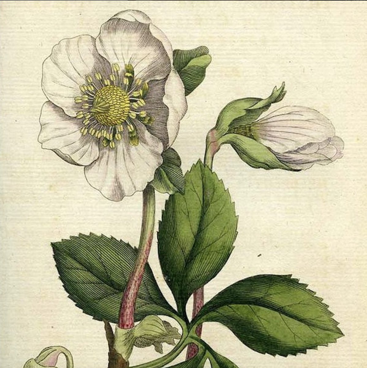 'Christmas Rose or Black Hellebore', illustration from William Curtis's Botanical Magazine 1787.

In medieval times the plant was called Christe Herbe because of its association with the nativity.