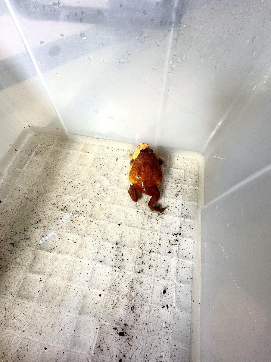 #アジアジムグリガエル
#アカトマトガエル