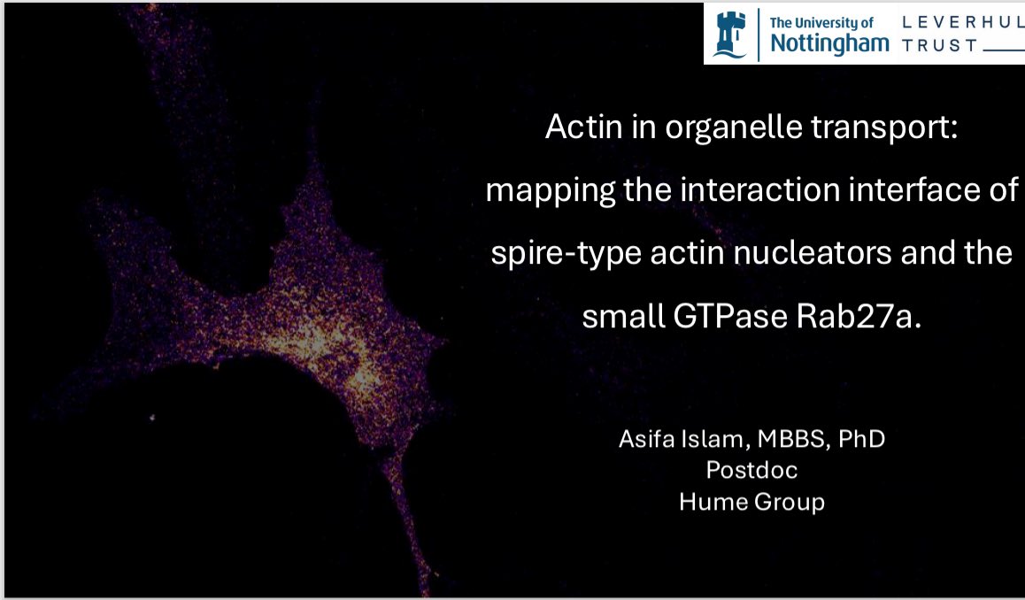 Had a great time presenting my latest work at #Actin2024 in Bristol! 

Thank you Prof Harry Mellor  for organising the conference again this year and giving me the opportunity to speak. 
#BSCB
#RMS

Now on to attending the #UKmembranetraffickingmeeting2024 in London on Monday!