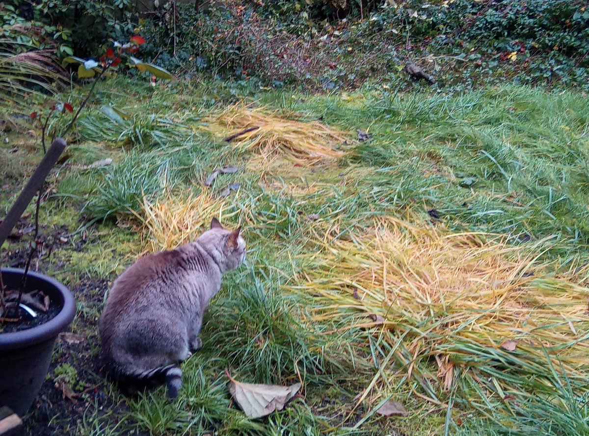 The weather sucks but I still went out for #Hedgewatch just in case something was going on and then chased whatever dared to move in the bushes. I sumtimz bring mousies to hoomin but she doesn't like these snacks. - Cat