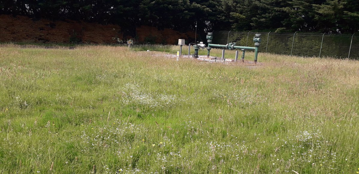 Gas Networks Ireland received best in Public Sector Award this week for improving biodiversity and changing management practices at their station in the Bride valley. Castlelyons community benefitted also (€1400) through the sale of woodchips from the project. Industry leaders