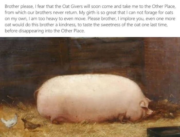 BrotherOats_'s tweet photo. $OAT 🔥🔥🔥 🐖🥣 #cryptocurrency #Solana #Airdrop #Crypto #ton https://t.co/CwrZASLJPL