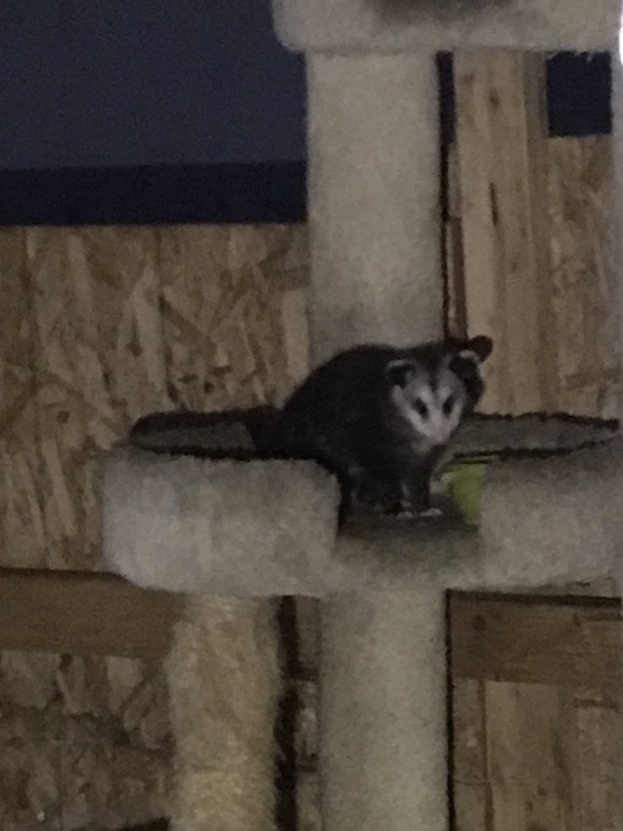 Possumeveryhour.io (@possumeveryhour) on Twitter photo 