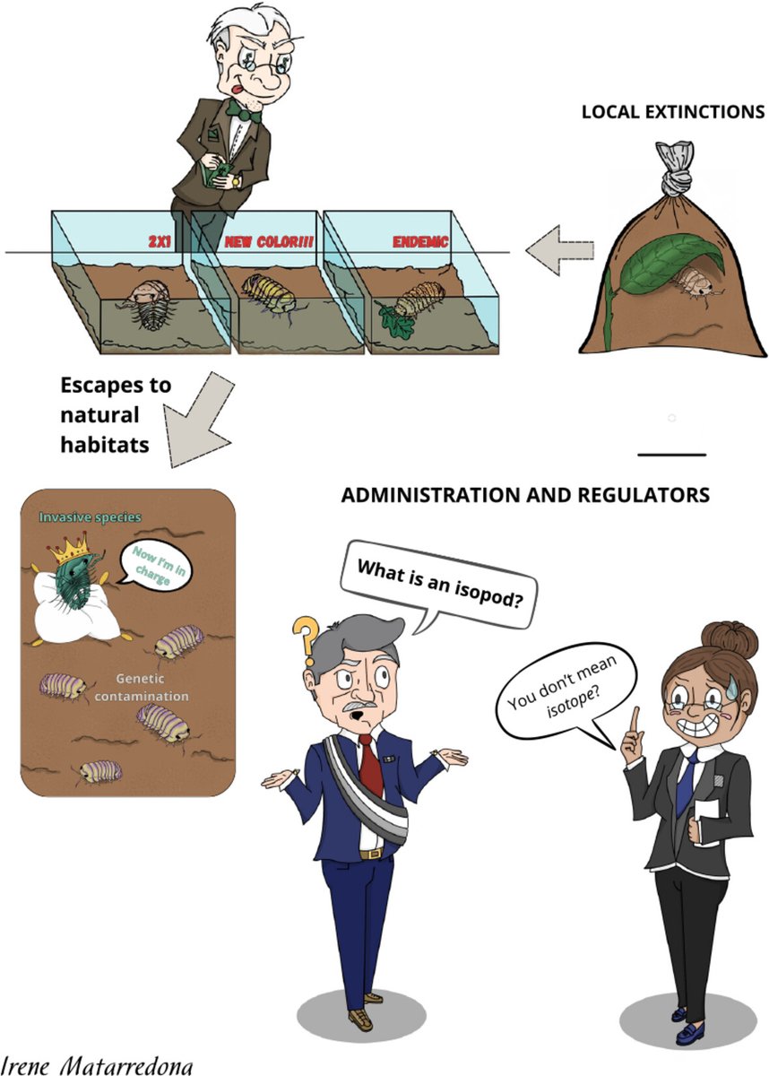 Insect Conservation and Diversity (@insectdiversity) on Twitter photo A colourful world with a dark future: the new threats of unregulated trade for the terrestrial #isopods of Spain, as a case study. It's not to late to act!
New #OpenAccess publication by <a href="/BioJairo/">Jairo Robla</a> and colleagues⬇️
doi.org/10.1111/icad.1…
<a href="/RoyEntSoc/">Royal Entomological Society</a> <a href="/WileyEcolEvol/">Wiley Ecology & Evolution</a> #woodlice A colourful world with a dark future: the new threats of unregulated trade for the terrestrial #isopods of Spain, as a case study. It's not to late to act!
New #OpenAccess publication by <a href="/BioJairo/">Jairo Robla</a> and colleagues⬇️
doi.org/10.1111/icad.1…
<a href="/RoyEntSoc/">Royal Entomological Society</a> <a href="/WileyEcolEvol/">Wiley Ecology & Evolution</a> #woodlice