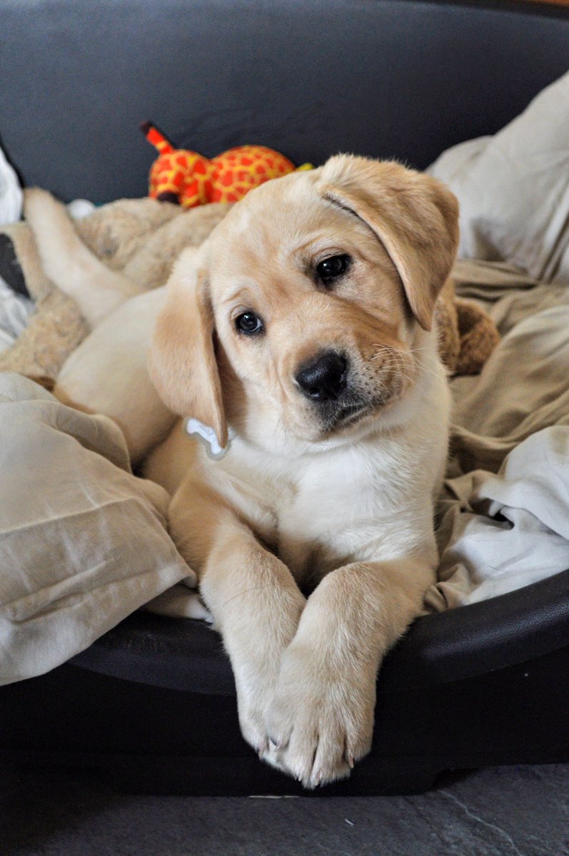 Ontmoet Mila onze 9e kngf pup die we opvoeden voor het kngf🥰

Ben je ook geïnteresseerd? Lees dan meer op onze website geleidehond.nl/pup 

<a href="/KNGFGeleidehond/">KNGF Geleidehonden</a> #puppypleegezin