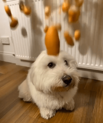 eurGsuperfast's tweet photo. I've bought more $EGG here.

ATH of 2.4M$, clean CTO by chads and great community members. The lead guy is already in contact with the main Tiktok account of Dog with egg on head owner.

He tagged the Crypto tiktok account on his Main as well. 1/2 https://t.co/h6PYnx9m6J
