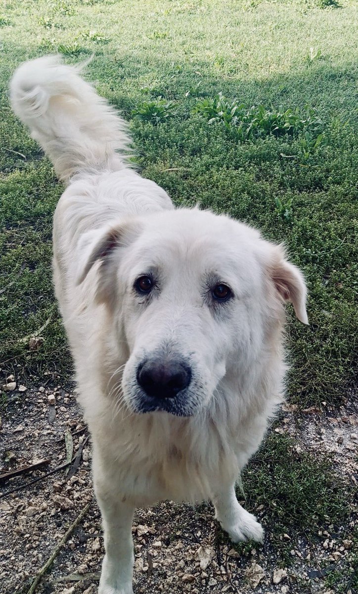 🐾 Fortunella cerca casa!
Da abbandonata e malata a rinata con amore, ora sogna una famiglia tutta sua. 🏡
🐶 Adottala: arriva ovunque in Italia.
💛 Dona: anche 1€ fa la differenza.
🤝 Condividi: aiutala a trovare il lieto fine!
👉 gofund.me/ac30c06a
#cani #adozionecani