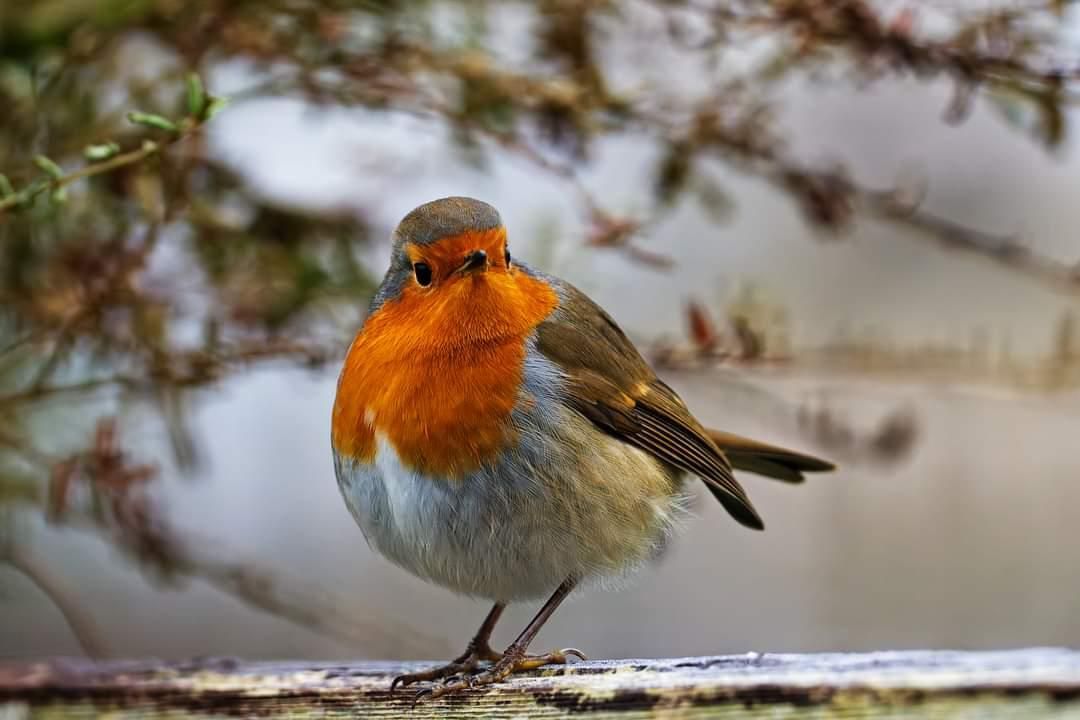 nikonownermag's tweet photo. Sharing this sweet photograph of a #Robin captured by our subscriber, Terry Allen.
These #birds remind us of #winter & fast approaching #Christmas. What bird is your favourite #winterbird?
#nikonbirds #robinbird #birdphotography #nikonowner #birdlovers #wintershots https://t.co/R8VaVU1hB7