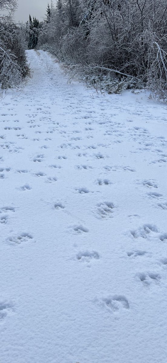 Last weekend it was looking like Winter had begun, now it’s all gone. Nice to see some tracks.