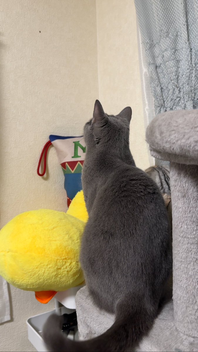 トッモ(虫)を見つけて熱中する猫ズ

…見てないで殺ってほしいんだけどな笑

 #ねこ 
 #猫の日常 
 #シャルトリュー 
 #マンチカン