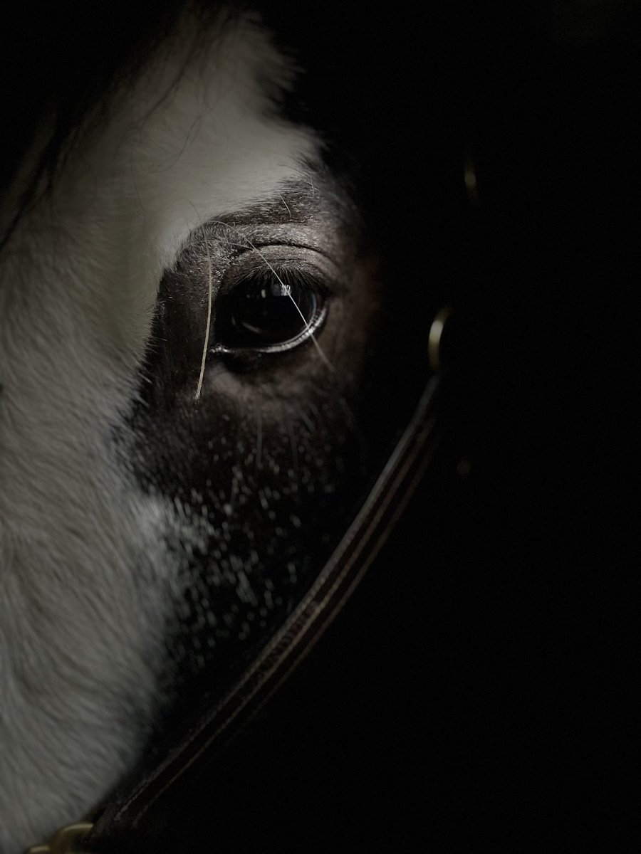 TPSMounted's tweet photo. “A dog may be humankind’s best friend but the world was built from the back of a horse” (unknown)
Happy #NationalHorseDay We appreciate our happy & healthy herd & all that they do. #policehorse #toronto #mounted #PHSaunders #cleverclydesdales https://t.co/ZseK7XcAW7
