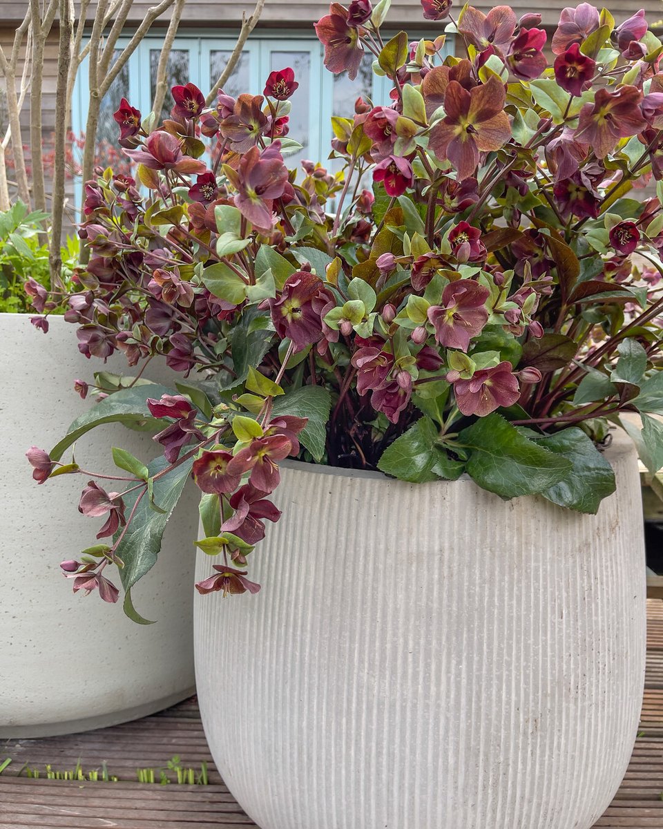 🎄 Versier niet alleen je huis, maar ook je tuin! Voeg winterse charme toe met planten zoals kerstroos of siergrassen. ✨ im.nu/IKiO19 #Wintertuin #Kerstsfeer #Helleborus #VastePlanten #PerennialPower