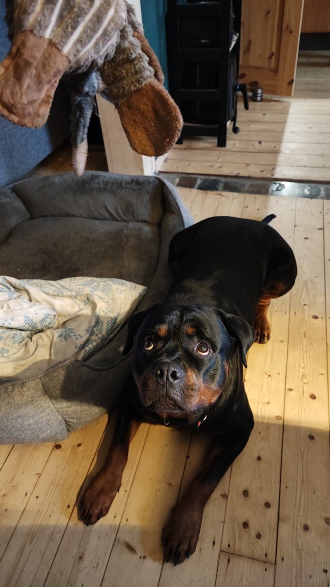 DaisyMirollin tweet media