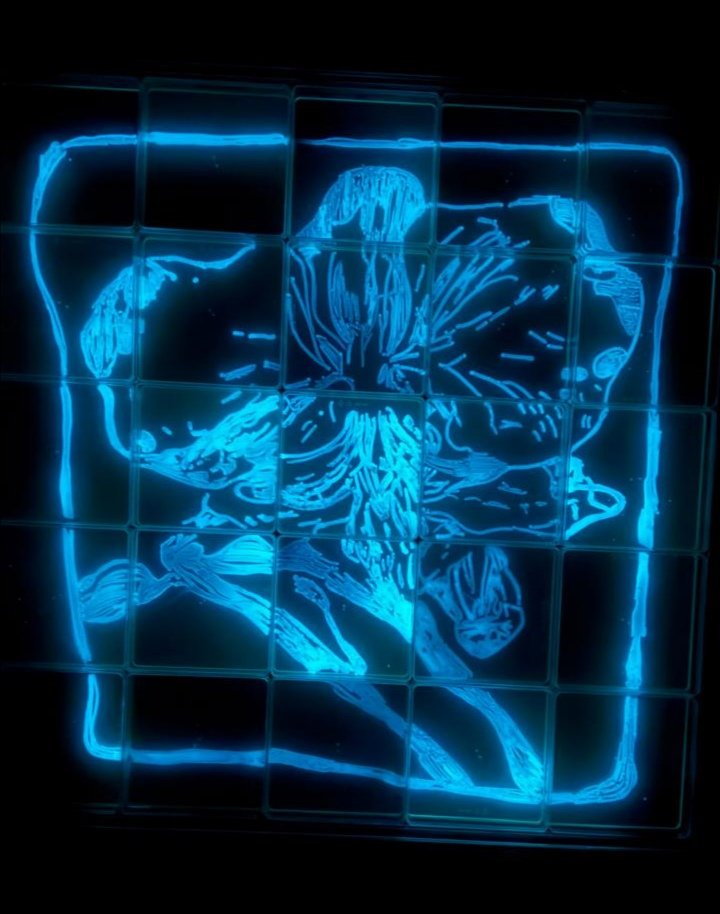 MicrobiotecBM's tweet photo. Check out these wonderful paintings(1m x1m, 25 plates), created by young Cuencan artists with bioluminescent bacteria, isolated from marine animals in the Ecuadorian cost. So many artistic possibilities...! 
#MicroversoCuenca #microbeart2024 https://t.co/5HYIb3WVhz