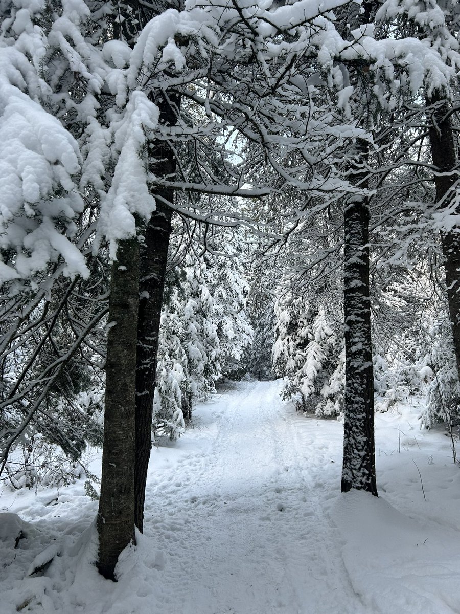 Looking very Narnia-like these days 😊