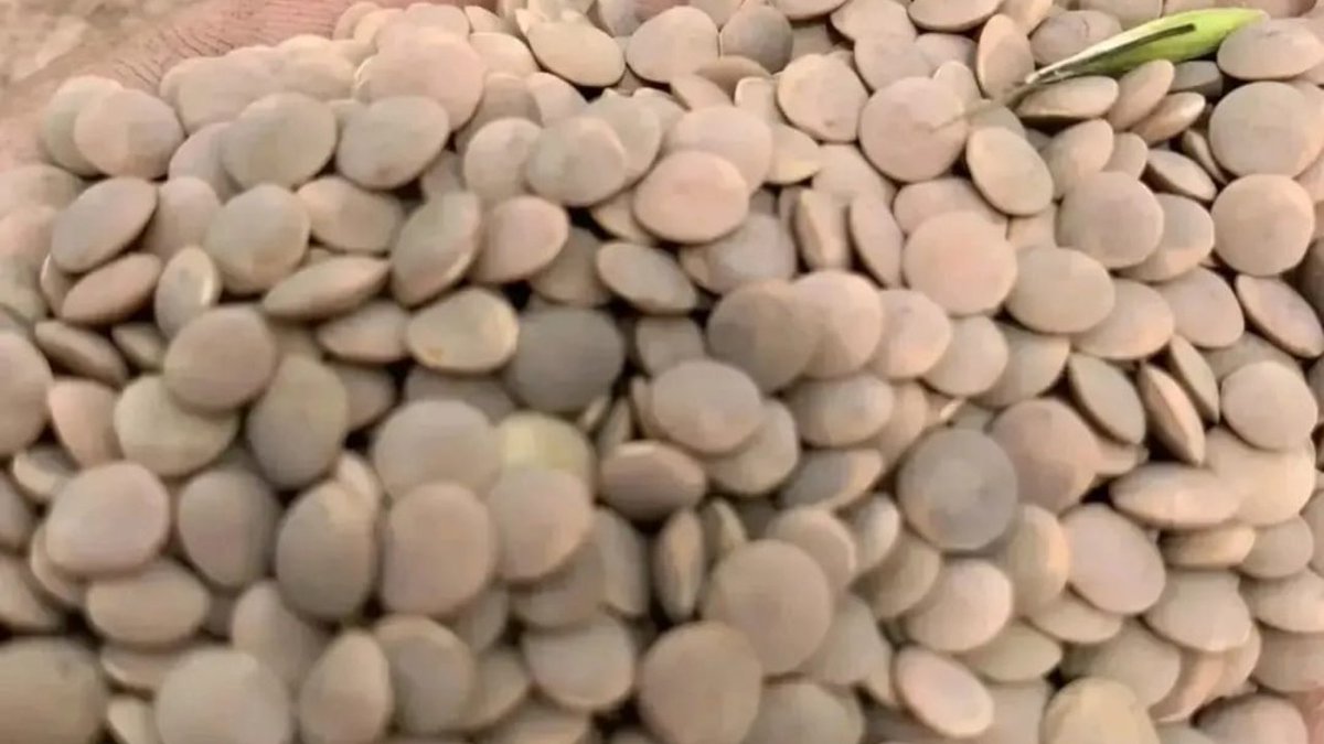 pakcommodities1's tweet photo. Australian #lentil nipper quality seems to be 212rs in the market of Karachi. Booking from #Australia 720$ CNF #Karachi port. https://t.co/D6n1McCHlB