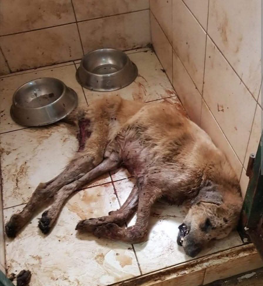 denizseckin0555's tweet photo. CHP li Ankara Mamak barınağından gelen görüntüleri, @eczozgurozel kadar uzatalım. 

Hiçbir siyasi partiye güvenilmeyeceğinin belgesidir bunlar. https://t.co/zFWOFNnjbm