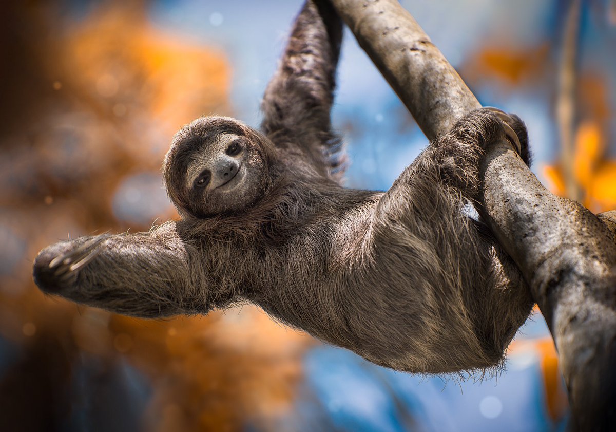 Smile, it's #WildlifeConservationDay. 

When you travel to Costa Rica you'll see just how important our wildlife is and we're dedicated to conserving every plant, bird and animal species through forest restoration, biodiversity monitoring and direct threat mitigation.