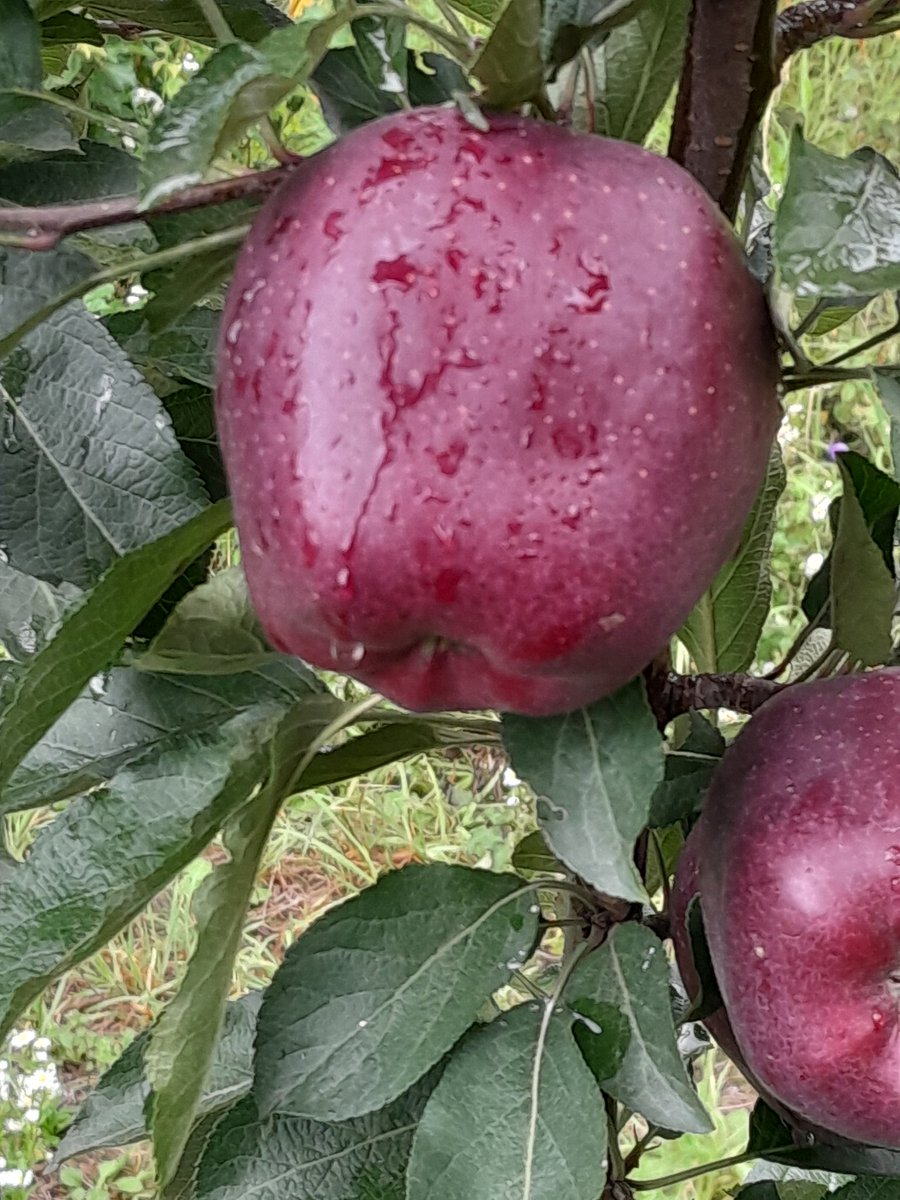 Nature's candy, perfected in an apple.