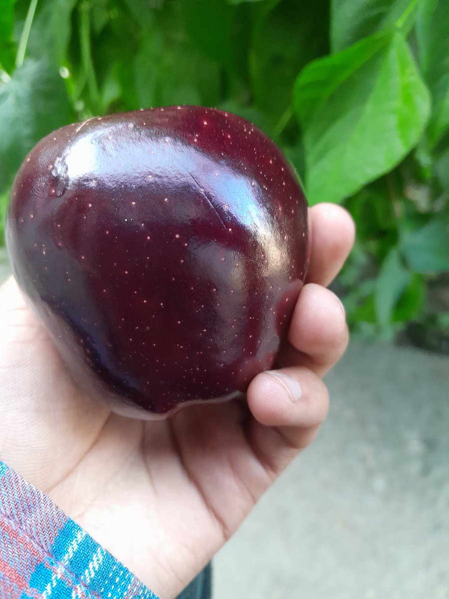 It is a very healthy fruit.

King roat